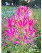 Spider Flower, Pink Mix