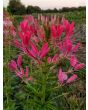 Spider Flower, Pink Mix