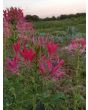 Spider Flower, Pink Mix