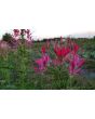 Spider Flower, Pink Mix