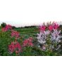 Spider Flower, Pink Mix