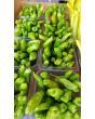 Pepper MILD 'Shishito' Plant