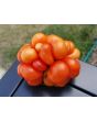 Tomato 'Reisetomate' Seeds (Certified Organic) 