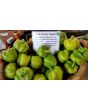 Hot Pepper ‘Hussli Tomato Pepper’ Seeds (Certified Organic)