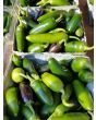 Hot Pepper ‘Early Jalapeno’ 
