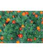 Marigold 'Scarlet Starlet'