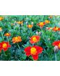 Marigold 'Scarlet Starlet'
