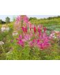 Spider Flower Mix