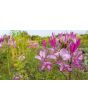 Spider Flower, Pink Mix