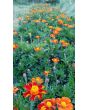 Marigold 'Scarlet Starlet'