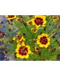 Plains Coreopsis ‘Quills and Thrills’ 