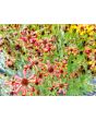 Plains Coreopsis ‘Quills and Thrills’ 