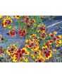Plains Coreopsis ‘Quills and Thrills’ 