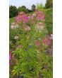 Spider Flower, Pink Mix