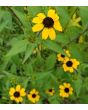 Brown-Eyed Susan