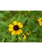 Brown-Eyed Susan
