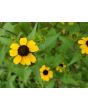 Brown-Eyed Susan