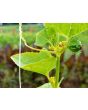 Achocha Fat Baby Cucumber