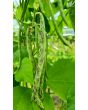 Pole Snap Bean 'Rattlesnake' 