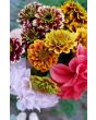 Zinnia 'Aztec Sunset Mix' Seeds (Certified Organic)
