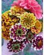 Zinnia 'Aztec Sunset Mix' Seeds (Certified Organic)
