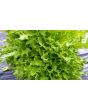 Lettuce 'Mazur'