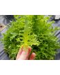 Lettuce 'Mazur'