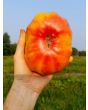 Tomato 'Marvel Stripe' 