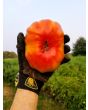 Tomato 'Marvel Stripe' 