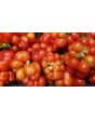 Tomato 'Reisetomate' Seeds (Certified Organic) 