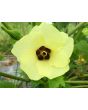 Okra 'Clemson Spineless'