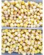 Ground Cherry 'Pineapple' 