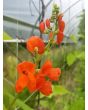 Scarlet Runner Bean