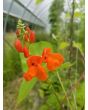 Scarlet Runner Bean
