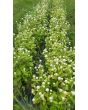 Globe Amaranth 'Las Vegas White'	 8