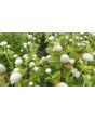 Globe Amaranth 'Las Vegas White'