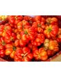 Tomato 'Reisetomate' Seeds (Certified Organic) 