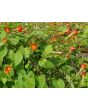Morning Glory Scarlet Creeper 'Sunspots' 