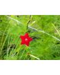 Morning Glory Cypress Vine, Red and White 