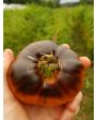 Tomato 'Ananas Bleue'