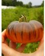 Tomato 'Ananas Bleue'