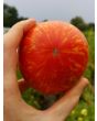 Tomato 'Roughwood Golden Tiger' 