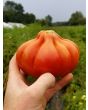 Tomato 'Belmonte'