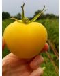 Tomato 'Garden Peach'