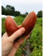 Tomato 'Black Icicle' Seeds (Certified Organic) 