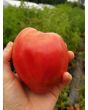Tomato 'Anna Maria's Heart' 