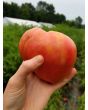 Tomato 'Anna Maria's Heart' 
