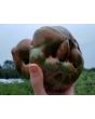Tomato 'Girl Girl's Weird Thing' 