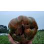 Tomato 'Girl Girl's Weird Thing' 