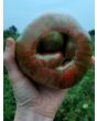 Tomato 'Girl Girl's Weird Thing' 